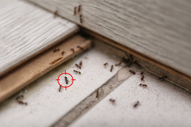 Best Pest Prevention Services  in Kekoskee, WI