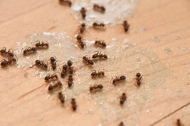 Best Affordable Pest Control Services  in Kekoskee, WI
