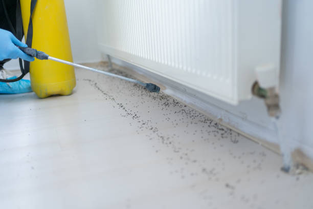 Best Termite Control Services  in Kekoskee, WI